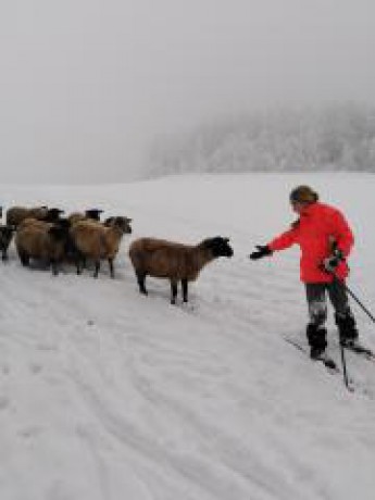 Elenka, sníh, běžky, ovečky